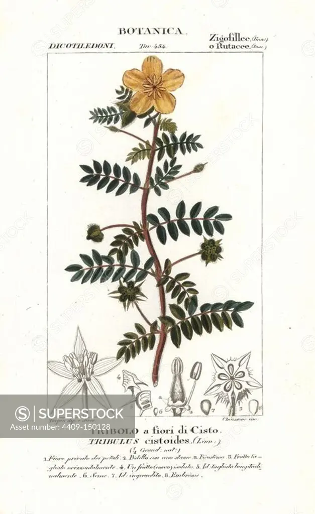 Jamaican feverplant, Tribulus cistoides. Handcoloured copperplate stipple engraving from Jussieu's "Dictionary of Natural Science," Florence, Italy, 1837. Engraved by Chiussone, drawn by Pierre Jean-Francois Turpin, and published by Batelli e Figli. Turpin (1775-1840) is considered one of the greatest French botanical illustrators of the 19th century.
