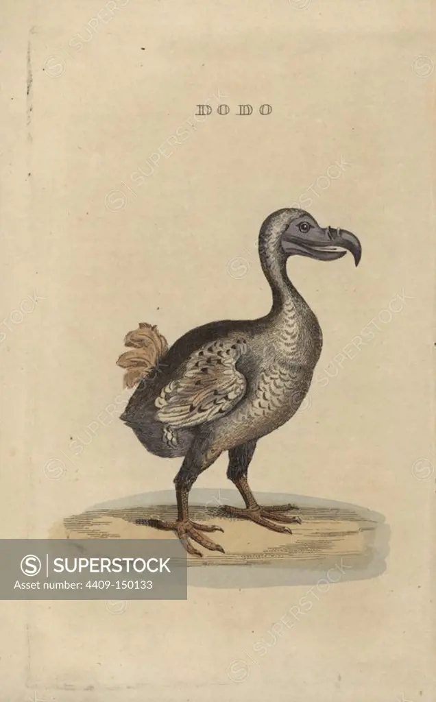 Dodo, Raphus cucullatus, extinct flightless bird (formerly Didus ineptus). Handcoloured woodblock print by an unknown artist from Brightly and Child's The Natural History of Birds, 1815. This illustration looks like a mirror image of the one in George Edwards' A Natural History of Uncommon BIrds, 1743, which was copied from the painting in the British Museum said to have been executed from the living bird.