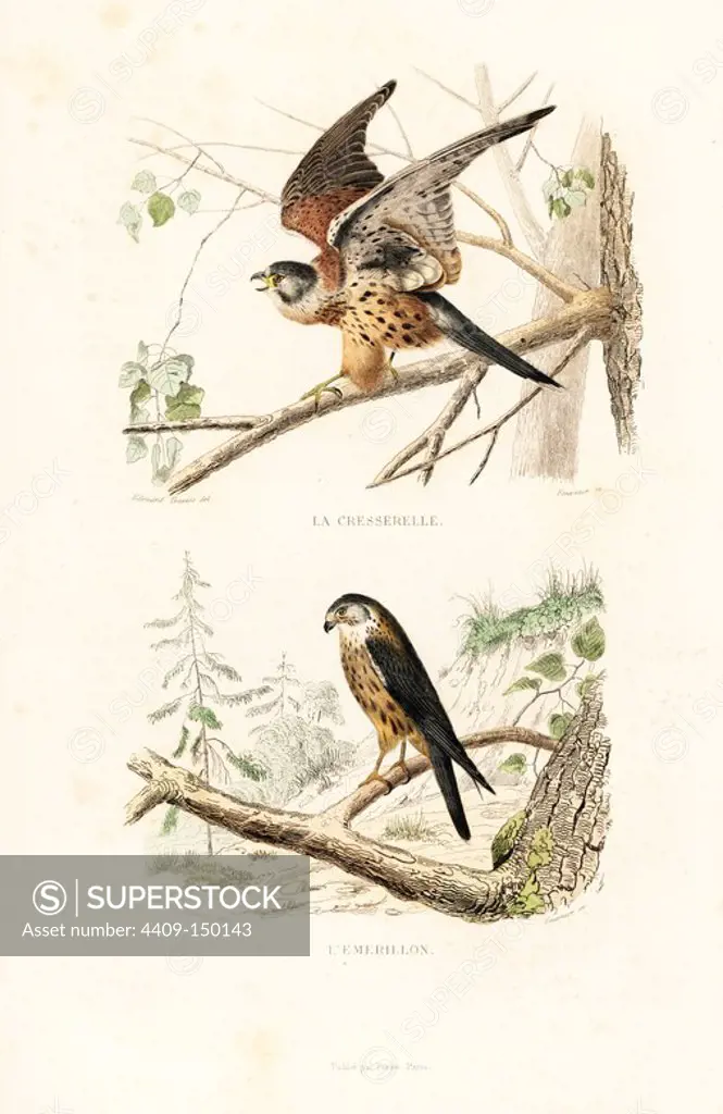Common kestrel, Falco tinnunculus, and merlin, Falco columbarius. Handcoloured engraving on steel by Fournier after a drawing by Edouard Travies from Richard's "New Edition of the Complete Works of Buffon," Pourrat Freres, Paris, 1837.