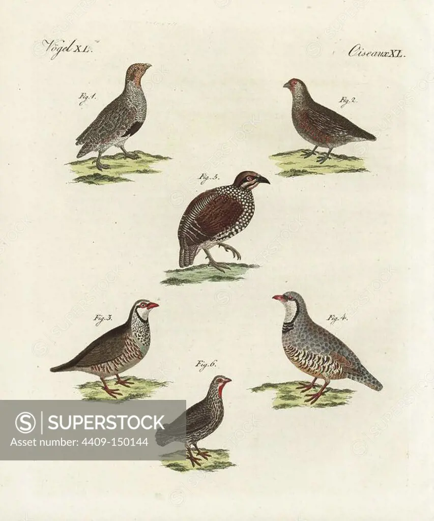 Grey partridge, Perdix perdix, male 1 and female 2, red-legged partridge, Alectoris rufa 3, rock partridge, Alectoris graeca 4, Chinese Francolin, Francolinus pintadeanus 5, and red-necked spurfowl, Pternistis afer 6. Handcoloured copperplate engraving from Bertuch's "Bilderbuch fur Kinder" (Picture Book for Children), Weimar, 1798. Friedrich Johann Bertuch (1747-1822) was a German publisher and man of arts most famous for his 12-volume encyclopedia for children illustrated with 1,200 engraved plates on natural history, science, costume, mythology, etc., published from 1790-1830.