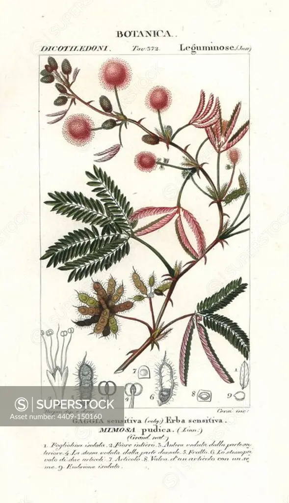 Sensitive plant, Mimosa pudica, native to central and south America. Handcoloured copperplate stipple engraving from Jussieu's "Dictionary of Natural Science," Florence, Italy, 1837. Engraved by Corsi, drawn by Pierre Jean-Francois Turpin, and published by Batelli e Figli. Turpin (1775-1840) is considered one of the greatest French botanical illustrators of the 19th century.