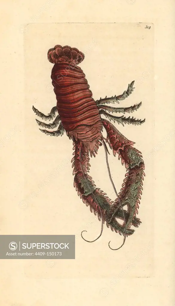 Squat lobster, Galathea strigosa. Handcolored copperplate engraving from George Shaw and Frederick Nodder's "The Naturalist's Miscellany," London, 1797. Most of the 1,064 illustrations of animals, birds, insects, crustaceans, fishes, marine life and microscopic creatures were drawn by George Shaw, Frederick Nodder and Richard Nodder, and engraved and published by the Nodder family. Frederick drew and engraved many of the copperplates until his death around 1800, and son Richard (1774~1823) was responsible for the plates signed RN or RPN. Richard exhibited at the Royal Academy and became botanic painter to King George III.