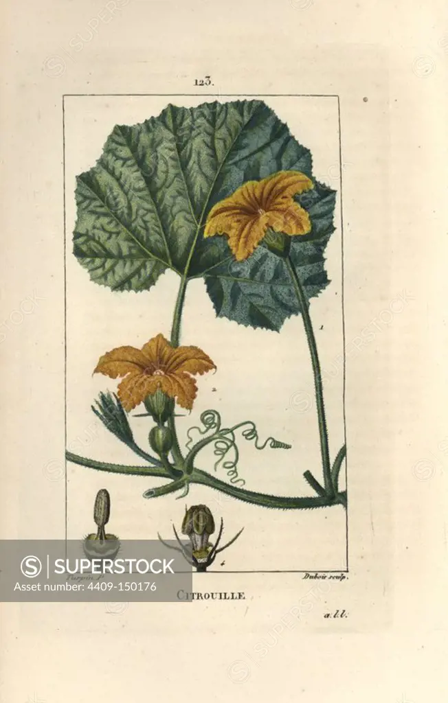 Pumpkin, Cucurbita maxima, showing flower, leaf, and tendrils. Handcoloured stipple copperplate engraving by Dubois from a drawing by Pierre Jean-Francois Turpin from Chaumeton, Poiret et Chamberet's "La Flore Medicale," Paris, Panckoucke, 1830. Turpin (1775~1840) was one of the three giants of French botanical art of the era alongside Pierre Joseph Redoute and Pancrace Bessa.