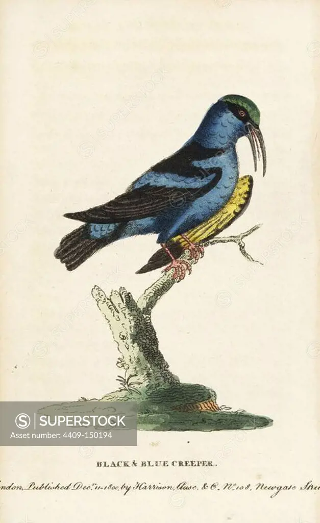 Red-legged honeycreeper (black and blue creeper), Cyanerpes cyaneus. Illustration copied from George Edwards. Handcoloured copperplate engraving from "The Naturalist's Pocket Magazine," Harrison, London, 1799.