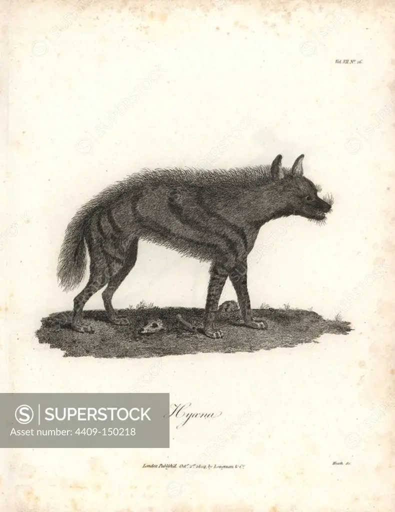 Striped hyena, Hyaena hyaena. Copperplate engraving from James Bruce's "Travels to Discover the Source of the Nile, in the years 1768, 1769, 1770, 1771, 1772 and 1773," London, 1790. James Bruce (1730-1794) was a Scottish explorer and travel writer who spent more than 12 years in North Africa and Ethiopia. Engraved by Heath after an original drawing by Bruce.