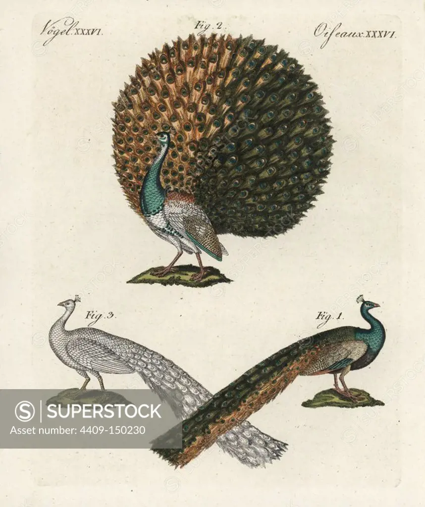 Indian or blue peafowl, Pavo cristatus 1, multicoloured variety displaying plumage 2, and leucastic white variety 3. Handcoloured copperplate engraving from Bertuch's "Bilderbuch fur Kinder" (Picture Book for Children), Weimar, 1798. Friedrich Johann Bertuch (1747-1822) was a German publisher and man of arts most famous for his 12-volume encyclopedia for children illustrated with 1,200 engraved plates on natural history, science, costume, mythology, etc., published from 1790-1830.