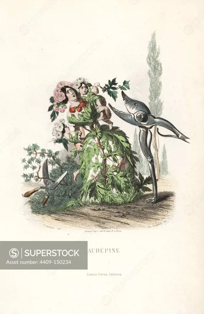 Hawthorn flower fairy and children, Crataegus laevigata, in dress of leaves and branches, headdress of blossom, being threatened by secateurs and pruning shears. Handcoloured steel engraving by C. Geoffrois after an illustration by Jean Ignace Isidore Grandville from "Les Fleurs Animees," Paris, Gabriel de Gonet, 1847.