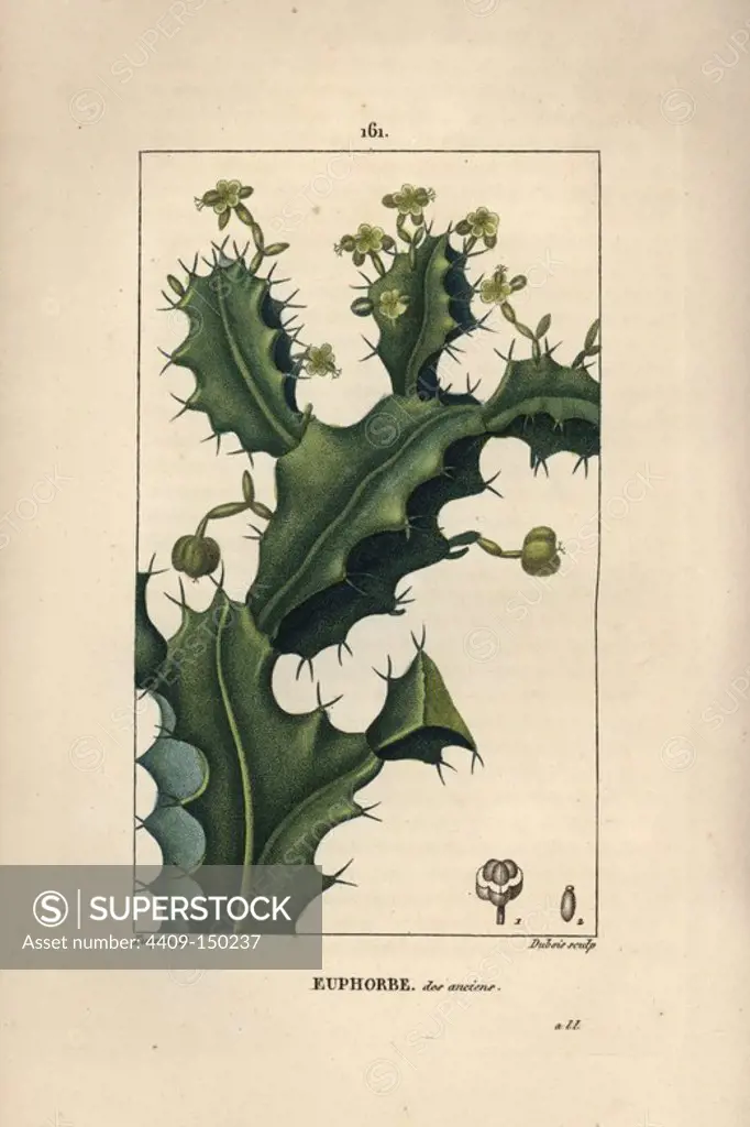 Antique spurge, Euphorbia antiquorum, showing flowers, seeds and thorns. Handcoloured stipple copperplate engraving by Dubois from a drawing by Pierre Jean-Francois Turpin from Chaumeton, Poiret et Chamberet's "La Flore Medicale," Paris, Panckoucke, 1830. Turpin (1775~1840) was one of the three giants of French botanical art of the era alongside Pierre Joseph Redoute and Pancrace Bessa.