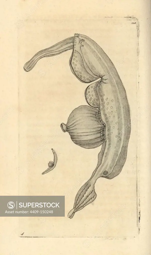 Sea snail, Pterotrachea coronata. Illustration drawn by George Shaw. Handcolored copperplate engraving from George Shaw and Frederick Nodder's "The Naturalist's Miscellany," London, 1798. Most of the 1,064 illustrations of animals, birds, insects, crustaceans, fishes, marine life and microscopic creatures were drawn by George Shaw, Frederick Nodder and Richard Nodder, and engraved and published by the Nodder family. Frederick drew and engraved many of the copperplates until his death around 1800, and son Richard (1774~1823) was responsible for the plates signed RN or RPN. Richard exhibited at the Royal Academy and became botanic painter to King George III.