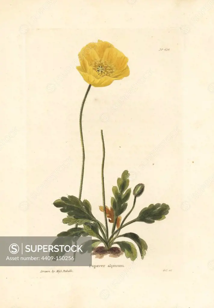 Alpine poppy, Papaver alpinum. Handcoloured copperplate engraving by George Cooke after an illustration by Miss Rebello from Conrad Loddiges' Botanical Cabinet, London, 1810.