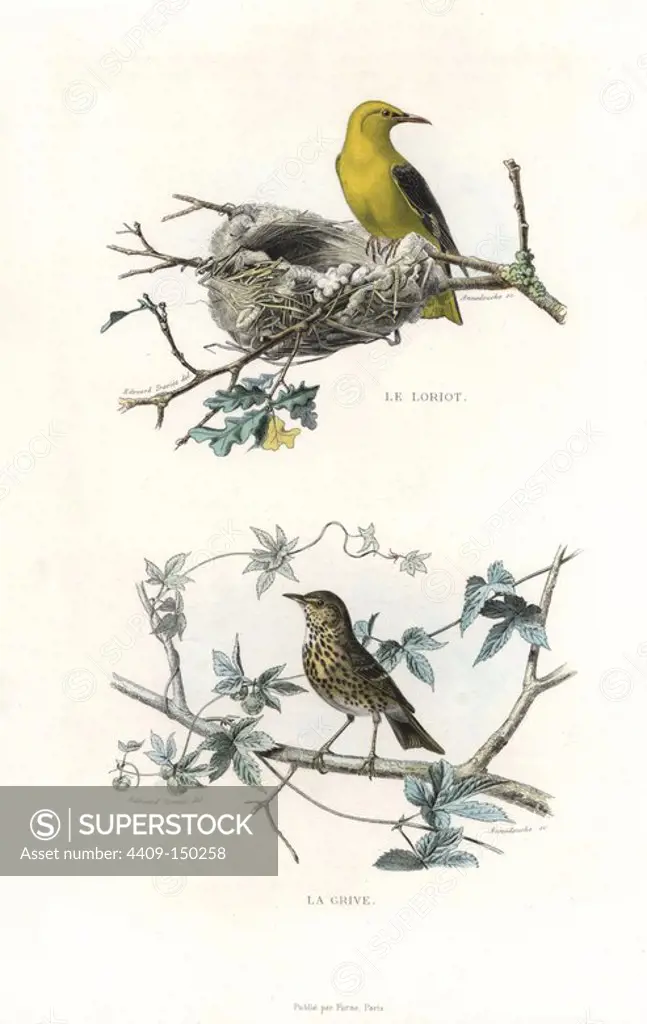 Golden oriole on nest, Oriolus oriolus, and song thrush, Turdus philomelos. Handcoloured engraving on steel by Annedouche after a drawing by Edouard Travies from Richard's "New Edition of the Complete Works of Buffon," Pourrat Freres, Paris, 1837.