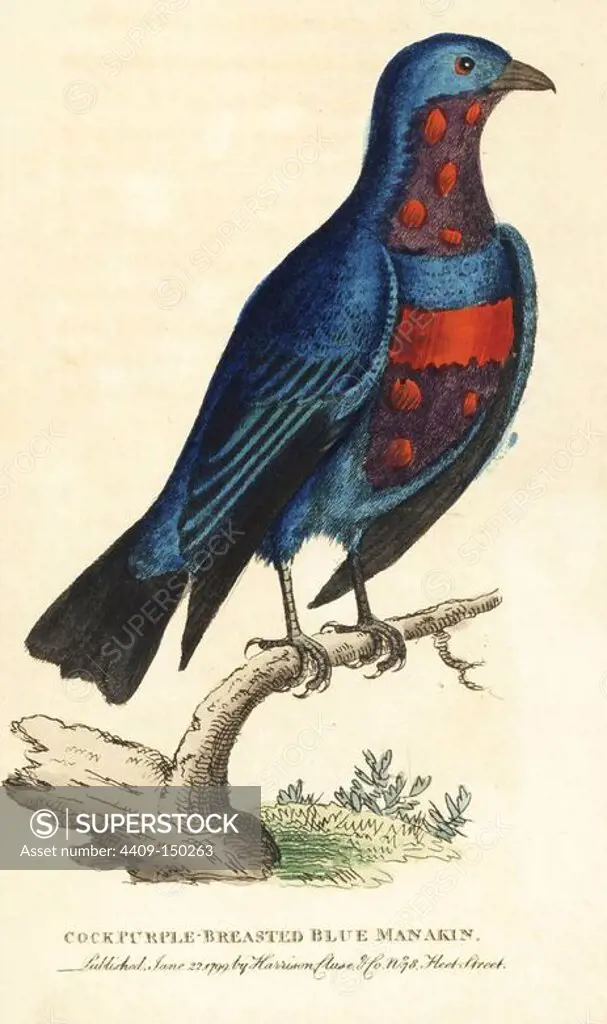 Banded cotinga, Cotinga maculata, male. (Purple-breasted blue manakin) Endangered. Copied from George Edwards "Natural History of Birds," 1749. Handcoloured copperplate engraving from "The Naturalist's Pocket Magazine," Harrison, London, 1799.