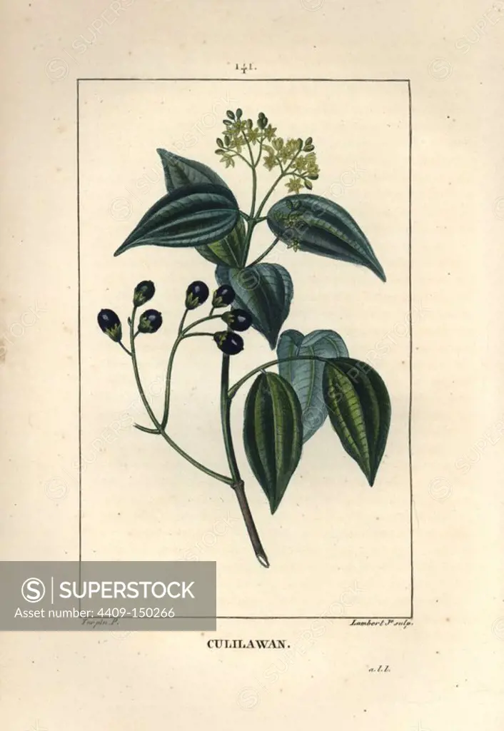 Culilawan, Cinnamomum culilaban, showing flowers, leaves and berries. Handcoloured stipple copperplate engraving by Lambert Junior from a drawing by Pierre Jean-Francois Turpin from Chaumeton, Poiret et Chamberet's "La Flore Medicale," Paris, Panckoucke, 1830. Turpin (1775~1840) was one of the three giants of French botanical art of the era alongside Pierre Joseph Redoute and Pancrace Bessa.