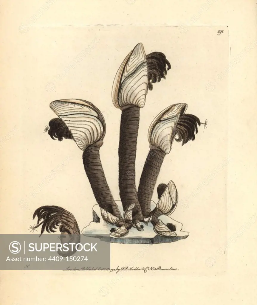 Goose barnacle, Lepas anatifera. It was previously believed that the barnacle goose hatched from this shell and not from an egg. Illustration signed N (Frederick Nodder). Handcolored copperplate engraving from George Shaw and Frederick Nodder's "The Naturalist's Miscellany," London, 1794. Frederick Polydore Nodder (1751~1801) was a gifted natural history artist and engraver. Nodder honed his draftsmanship working on Captain Cook and Joseph Banks' Florilegium and engraving Sydney Parkinson's sketches of Australian plants. He was made "botanic painter to her majesty" Queen Charlotte in 1785. Nodder also drew the botanical studies in Thomas Martyn's "Flora Rustica" (1792) and "38 Plates" (1799).