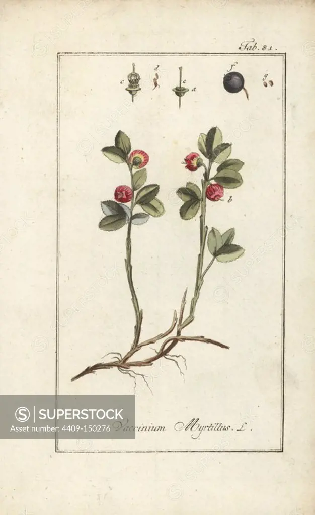 European blueberry, Vaccinium myrtillus. Handcoloured copperplate engraving from Johannes Zorn's "Icones plantarum medicinalium," Germany, 1796. Zorn (1739-99) was a German pharmacist and botanist who travelled all over Europe searching for medicinal plants.