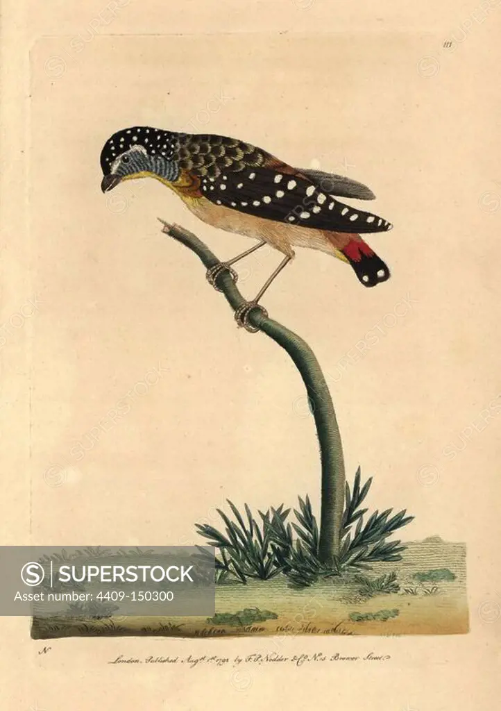Spotted pardalote, Pardalotus punctatus. Illustration signed N (Frederick Nodder).. Handcolored copperplate engraving from George Shaw and Frederick Nodder's "The Naturalist's Miscellany" 1792. Frederick Polydore Nodder (1751~1801) was a gifted natural history artist and engraver. Nodder honed his draftsmanship working on Captain Cook and Joseph Banks' Florilegium and engraving Sydney Parkinson's sketches of Australian plants. He was made "botanic painter to her majesty" Queen Charlotte in 1785. Nodder also drew the botanical studies in Thomas Martyn's "Flora Rustica" (1792) and "38 Plates" (1799).