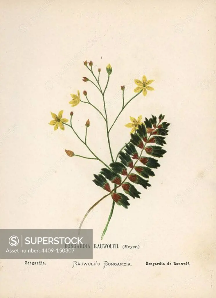 Bongardia, Bongardia chrysogonum. Chromolithograph of a botanical illustration by Hannah Zeller from her own Wild Flowers of the Holy Land," James Nisbet, London, 1876. Hannah Zeller (1838-1922) was a Swiss missionary who botanized near Nazareth for many years.