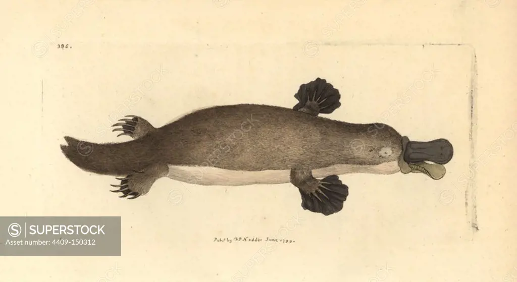 Duck-billed platypus, Ornithorhynchus anatinus. Illustration drawn by George Shaw. Handcolored copperplate engraving from George Shaw and Frederick Nodder's "The Naturalist's Miscellany," London, 1799. Most of the 1,064 illustrations of animals, birds, insects, crustaceans, fishes, marine life and microscopic creatures were drawn by George Shaw, Frederick Nodder and Richard Nodder, and engraved and published by the Nodder family. Frederick drew and engraved many of the copperplates until his death around 1800, and son Richard (1774~1823) was responsible for the plates signed RN or RPN. Richard exhibited at the Royal Academy and became botanic painter to King George III.