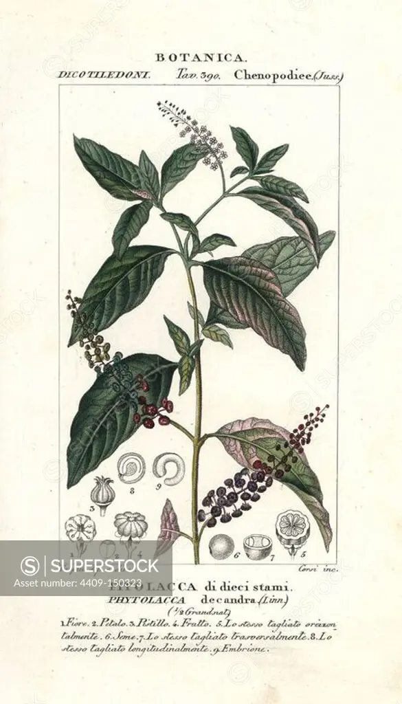 Pokeweed, Phytolacca decandra, native to America. Handcoloured copperplate stipple engraving from Jussieu's "Dictionary of Natural Science," Florence, Italy, 1837. Engraved by Corsi, drawn by Pierre Jean-Francois Turpin, and published by Batelli e Figli. Turpin (1775-1840) is considered one of the greatest French botanical illustrators of the 19th century.