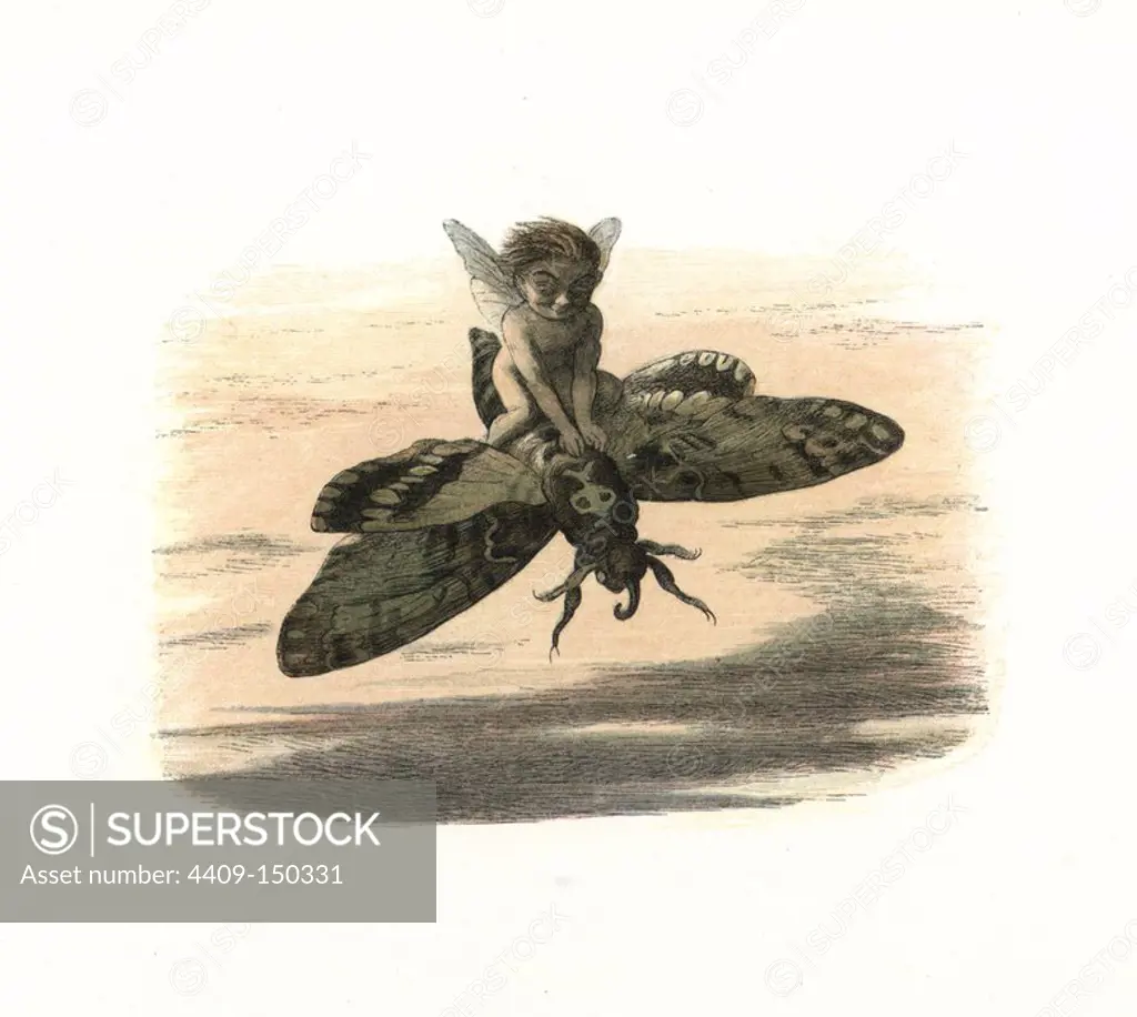 Elf riding a death's-head hawkmoth in the evening. Handcoloured woodblock print by Edmund Evans after an illustration by Richard Doyle from In Fairyland, a series of Pictures from the Elf World, Longman, London, 1870.