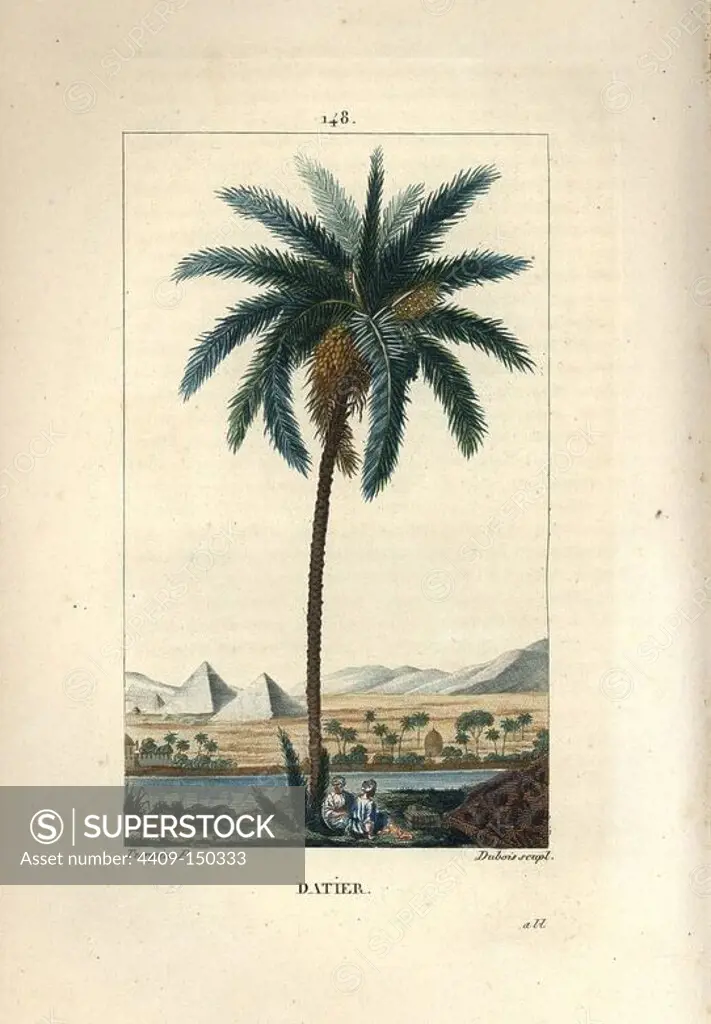 Date palm, Phoenix dactylifera, showing fruit and leaves against landscape with pyramids and river. Handcoloured stipple copperplate engraving by Dubois from a drawing by Pierre Jean-Francois Turpin from Chaumeton, Poiret et Chamberet's "La Flore Medicale," Paris, Panckoucke, 1830. Turpin (1775~1840) was one of the three giants of French botanical art of the era alongside Pierre Joseph Redoute and Pancrace Bessa.