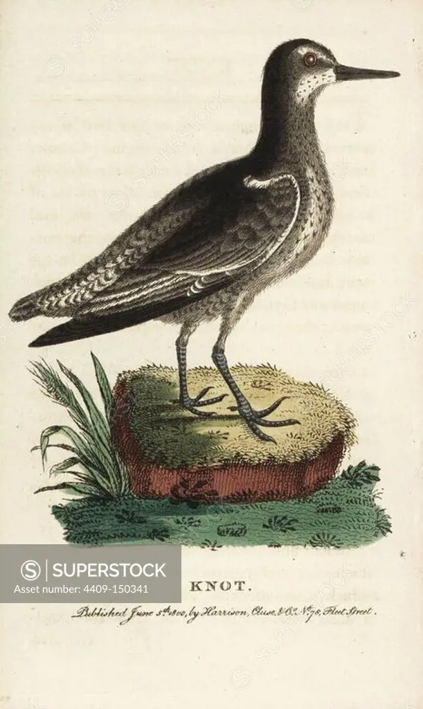 Knot, Calidris canutus. Illustration copied from George Edwards. Handcoloured copperplate engraving from "The Naturalist's Pocket Magazine," Harrison, London, 1800.