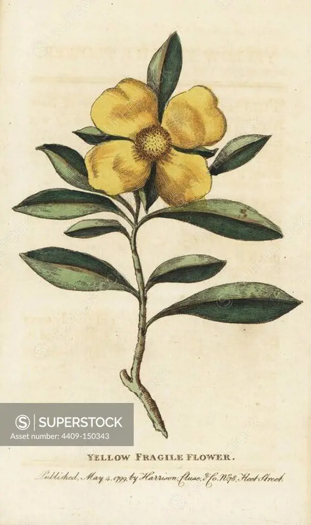 Yellow fragile flower of New South Wales, Australia. Unknown species. Handcoloured copperplate engraving from "The Naturalist's Pocket Magazine," Harrison, London, 1799.