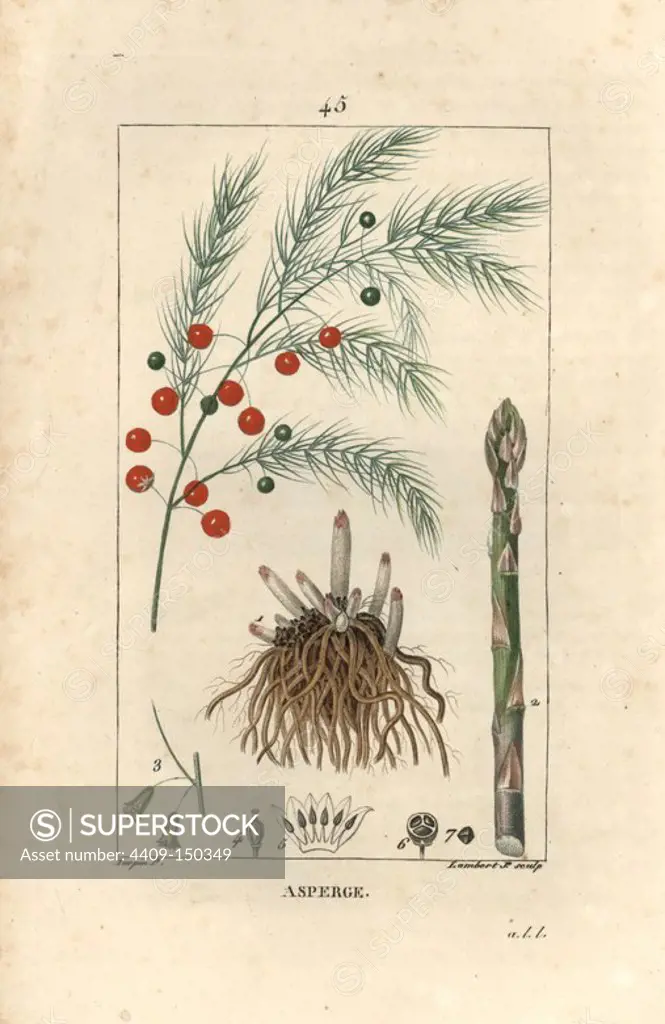 Asparagus, Asparagus officinalis, with root, stalk, berry. Handcoloured stipple copperplate engraving by Lambert Junior from a drawing by Pierre Jean-Francois Turpin from Chaumeton, Poiret et Chamberet's "La Flore Medicale," Paris, Panckoucke, 1830. Turpin (1775~1840) was one of the three giants of French botanical art of the era alongside Pierre Joseph Redoute and Pancrace Bessa.