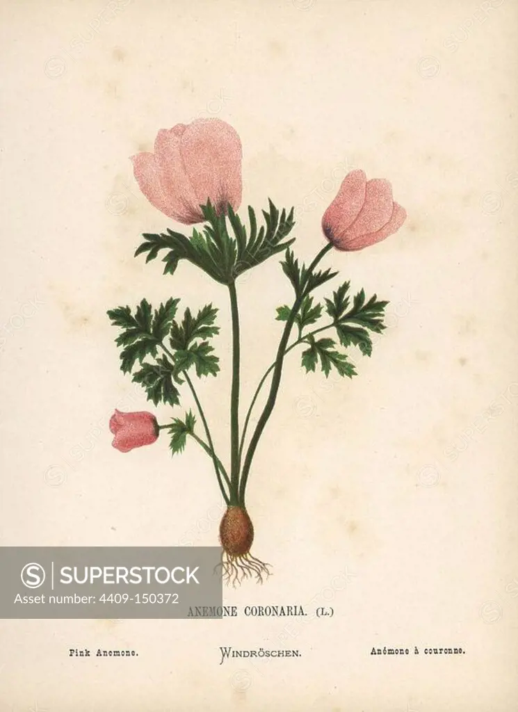 Pink poppy anemone, Anemone coronaria. Chromolithograph of a botanical illustration by Hannah Zeller from her own Wild Flowers of the Holy Land," James Nisbet, London, 1876. Hannah Zeller (1838-1922) was a Swiss missionary who botanized near Nazareth for many years.