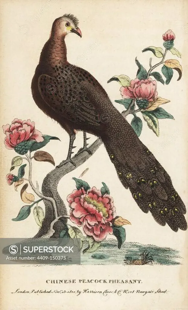 Grey peacock-pheasant, Polyplectron bicalcaratum, on a peony tree. (Chinese peacock pheasant, Pavo bicalcaratus.) Illustration copied from George Edwards. Handcoloured copperplate engraving from "The Naturalist's Pocket Magazine," Harrison, London, 1800.