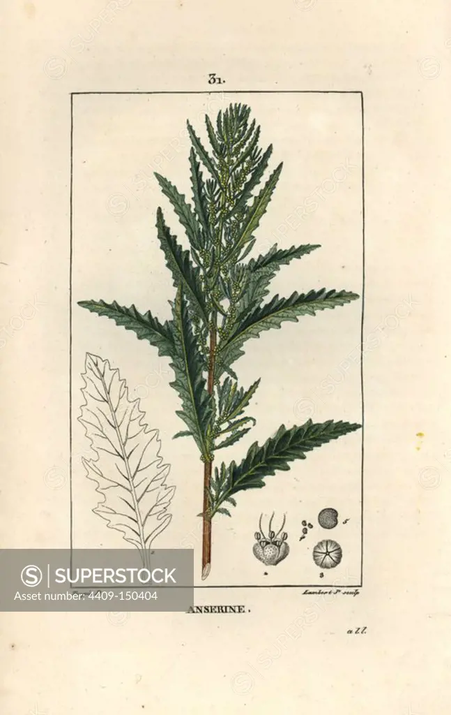 Shrubby goosefoot or American wormseed, Dysphania anthelmintica. Handcoloured stipple copperplate engraving by Lambert Junior from a drawing by Pierre Jean-Francois Turpin from Chaumeton, Poiret et Chamberet's "La Flore Medicale," Paris, Panckoucke, 1830. Turpin (1775~1840) was one of the three giants of French botanical art of the era alongside Pierre Joseph Redoute and Pancrace Bessa.
