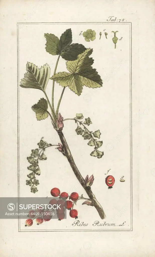 Redcurrant, Ribes rubrum. Handcoloured copperplate engraving from Johannes Zorn's "Icones plantarum medicinalium," Germany, 1796. Zorn (1739-99) was a German pharmacist and botanist who travelled all over Europe searching for medicinal plants.