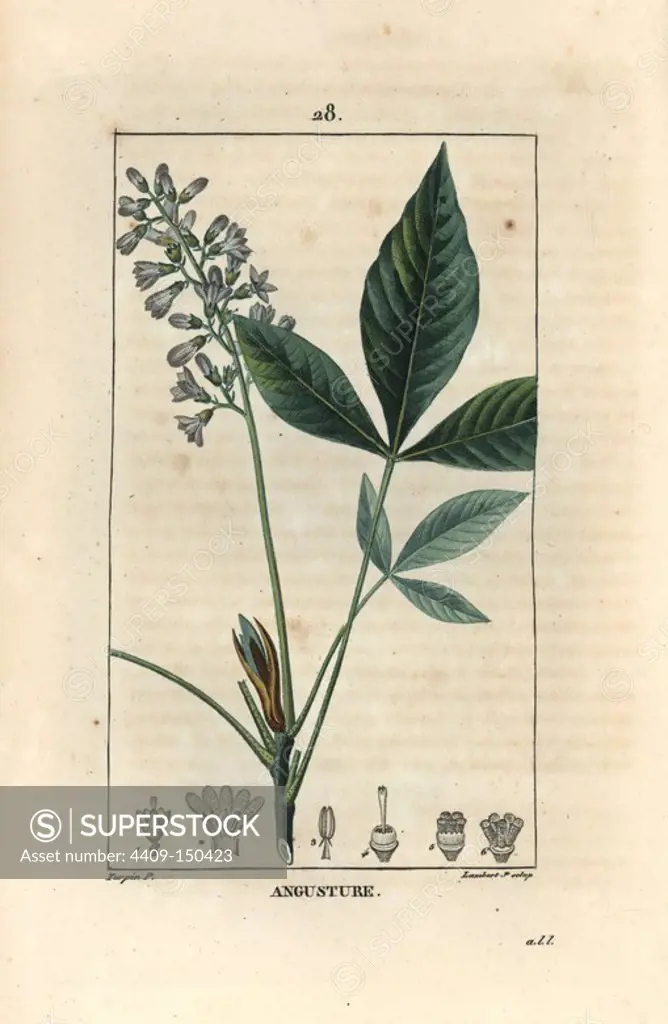 Angostura, Bonplandia trifoliata, medicinal plant native to South America. Handcoloured stipple copperplate engraving by Lambert Junior from a drawing by Pierre Jean-Francois Turpin from Chaumeton, Poiret et Chamberet's "La Flore Medicale," Paris, Panckoucke, 1830. Turpin (1775~1840) was one of the three giants of French botanical art of the era alongside Pierre Joseph Redoute and Pancrace Bessa.