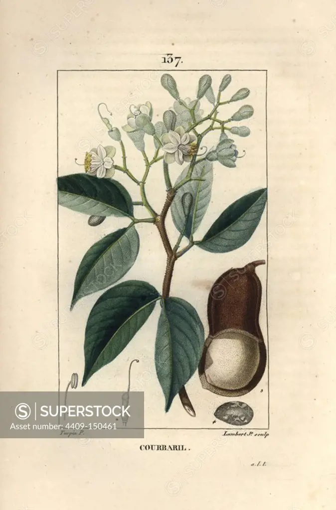 Locust tree, Hymenaea courbaril, showing flowers, leaves and section through seed pod. Handcoloured stipple copperplate engraving by Lambert Junior from a drawing by Pierre Jean-Francois Turpin from Chaumeton, Poiret et Chamberet's "La Flore Medicale," Paris, Panckoucke, 1830. Turpin (1775~1840) was one of the three giants of French botanical art of the era alongside Pierre Joseph Redoute and Pancrace Bessa.