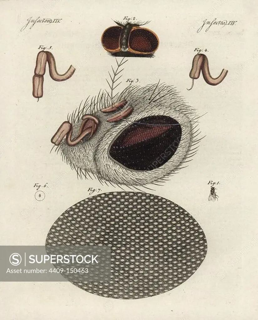 Common fly, Musca domestica 1, head of fly 2, magnified 3, proboscis 4,5, cornea 6, magnified 7. Handcoloured copperplate engraving from Bertuch's "Bilderbuch fur Kinder" (Picture Book for Children), Weimar, 1798. Friedrich Johann Bertuch (1747-1822) was a German publisher and man of arts most famous for his 12-volume encyclopedia for children illustrated with 1,200 engraved plates on natural history, science, costume, mythology, etc., published from 1790-1830.