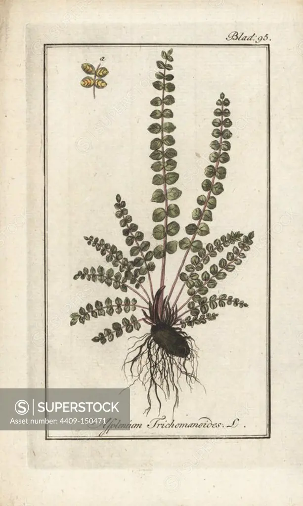 Ebony spleenwort, Asplenium platyneuron. Handcoloured copperplate engraving from Johannes Zorn's "Icones plantarum medicinalium," Germany, 1796. Zorn (1739-99) was a German pharmacist and botanist who travelled all over Europe searching for medicinal plants.