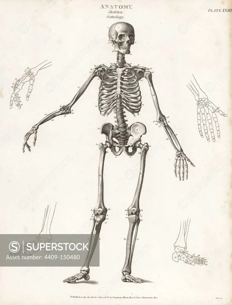 Anatomy of the human skeleton. Copperplate engraving by Milton from Abraham Rees' Cyclopedia or Universal Dictionary of Arts, Sciences and Literature, Longman, Hurst, Rees, Orme and Brown, London, 1820.