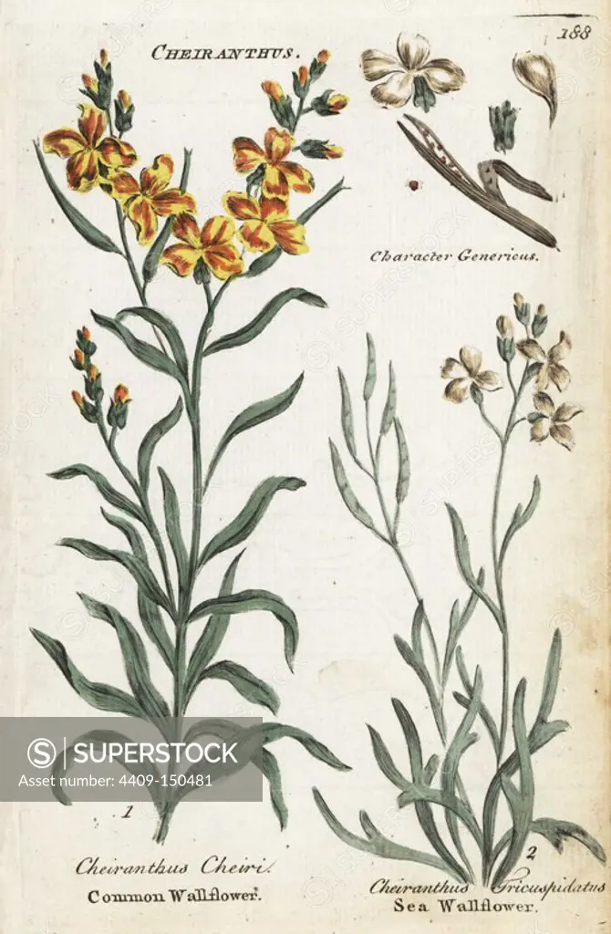 Common wallflower, Erysimum cheiri, and sea stock, Matthiola sinuata. Handcoloured botanical copperplate engraving by an unknown artist from "Culpeper's English Family Physician; or Medical Herbal Enlarged, with Several Hundred Additional Plants, Principally from Sir John Hill," by Joshua Hamilton, London, W. Locke, 1792.