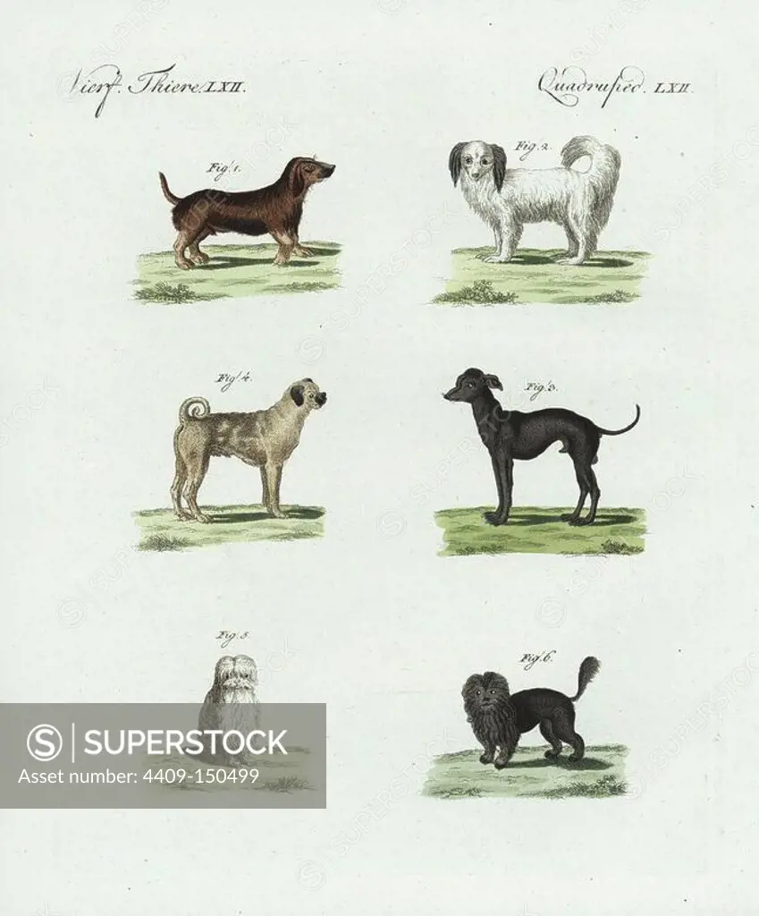Dachshund 1, Braque pointer 2, Anatolian shepherd dog 3, Doguin of Bordeaux 4, Maltese dog 5, and lion dog or chow chow 6. Handcoloured copperplate engraving from Bertuch's "Bilderbuch fur Kinder" (Picture Book for Children), Weimar, 1798. Friedrich Johann Bertuch (1747-1822) was a German publisher and man of arts most famous for his 12-volume encyclopedia for children illustrated with 1,200 engraved plates on natural history, science, costume, mythology, etc., published from 1790-1830.
