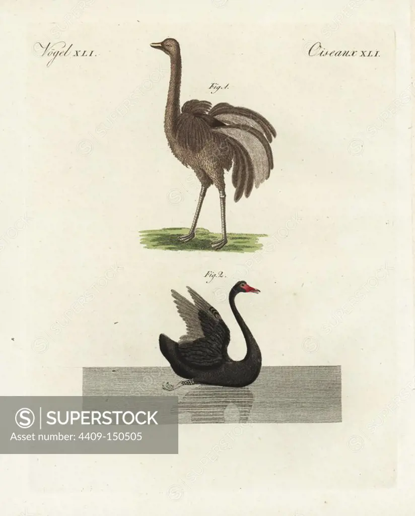 Greater rhea, Rhea americana 1, and black swan, Cygnus atratus 2. Handcoloured copperplate engraving from Bertuch's "Bilderbuch fur Kinder" (Picture Book for Children), Weimar, 1798. Friedrich Johann Bertuch (1747-1822) was a German publisher and man of arts most famous for his 12-volume encyclopedia for children illustrated with 1,200 engraved plates on natural history, science, costume, mythology, etc., published from 1790-1830.