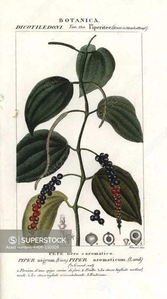 Black pepper, Piper nigrum. Handcoloured copperplate stipple engraving from Jussieu's "Dictionary of Natural Science," Florence, Italy, 1837. Engraved by Grossi, drawn by Pierre Jean-Francois Turpin, and published by Batelli e Figli. Turpin (1775-1840) is considered one of the greatest French botanical illustrators of the 19th century.