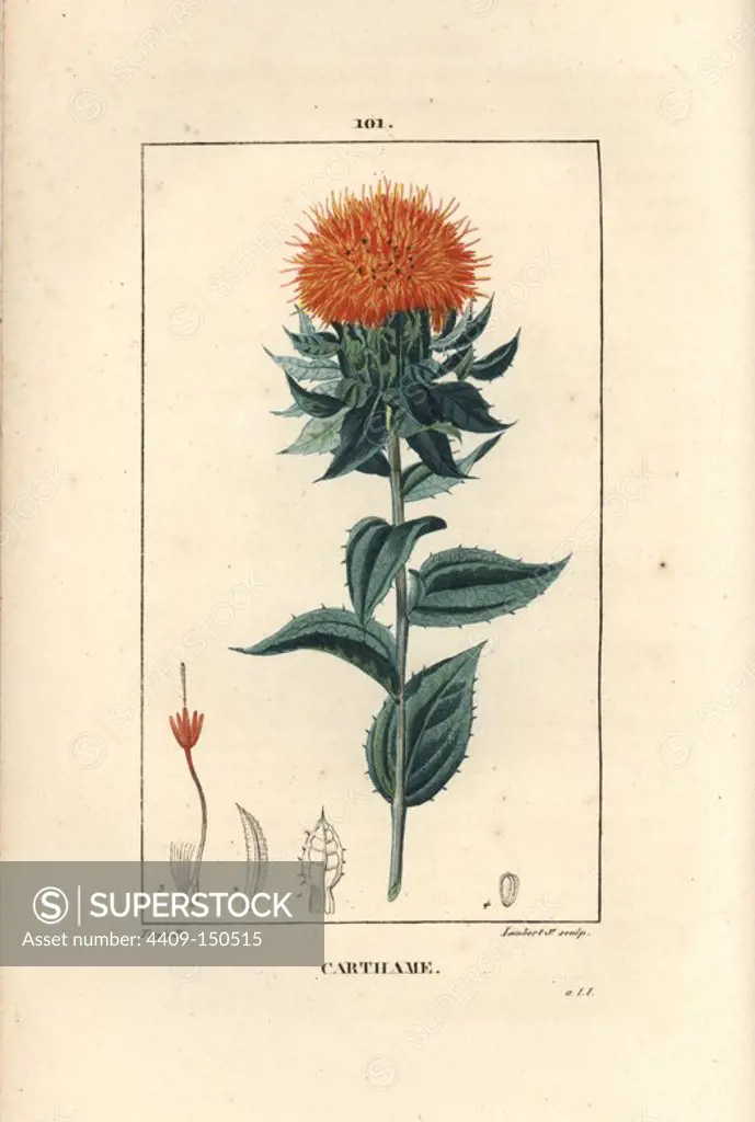 Safflower or false saffron, Carthamus tinctorius. Handcoloured stipple copperplate engraving by Lambert Junior from a drawing by Pierre Jean-Francois Turpin from Chaumeton, Poiret et Chamberet's "La Flore Medicale," Paris, Panckoucke, 1830. Turpin (1775~1840) was one of the three giants of French botanical art of the era alongside Pierre Joseph Redoute and Pancrace Bessa.
