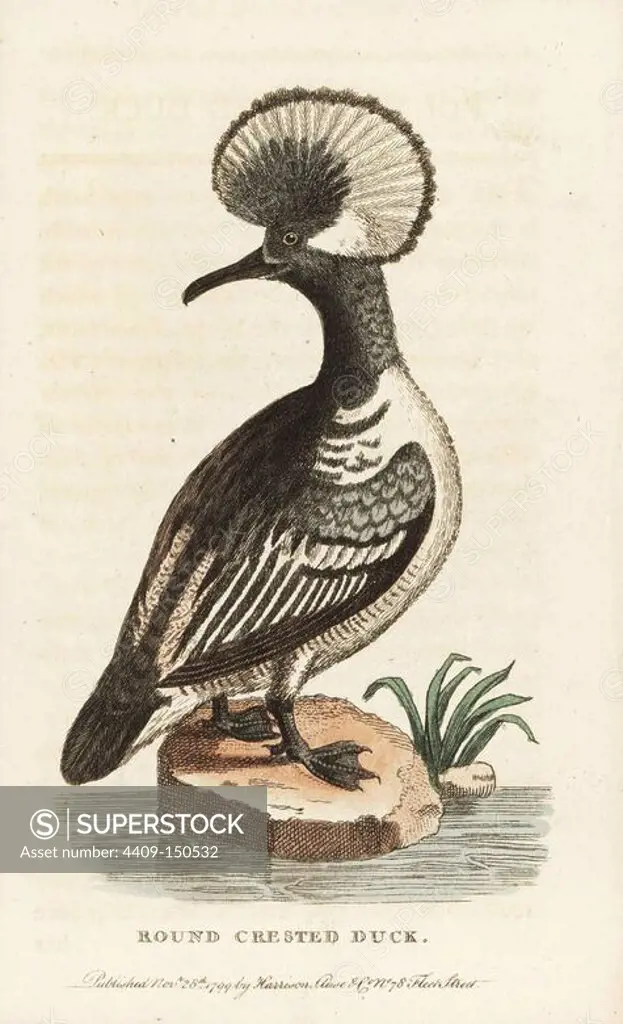 Hooded merganser, Lophodytes cucullatus. (Round crested duck, Mergus cucullatus) Illustration copied from George Edwards. Handcoloured copperplate engraving from "The Naturalist's Pocket Magazine," Harrison, London, 1799.
