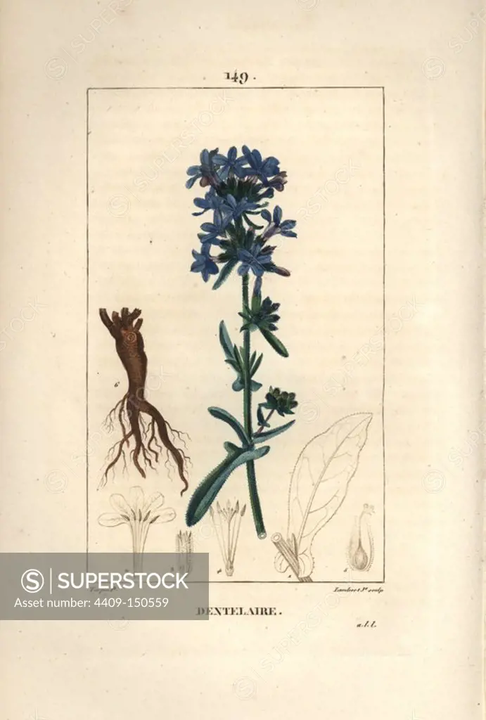 Leadwort, Plumbago europaea, showing flower, leaf and roots. Handcoloured stipple copperplate engraving by Lambert Junior from a drawing by Pierre Jean-Francois Turpin from Chaumeton, Poiret et Chamberet's "La Flore Medicale," Paris, Panckoucke, 1830. Turpin (1775~1840) was one of the three giants of French botanical art of the era alongside Pierre Joseph Redoute and Pancrace Bessa.