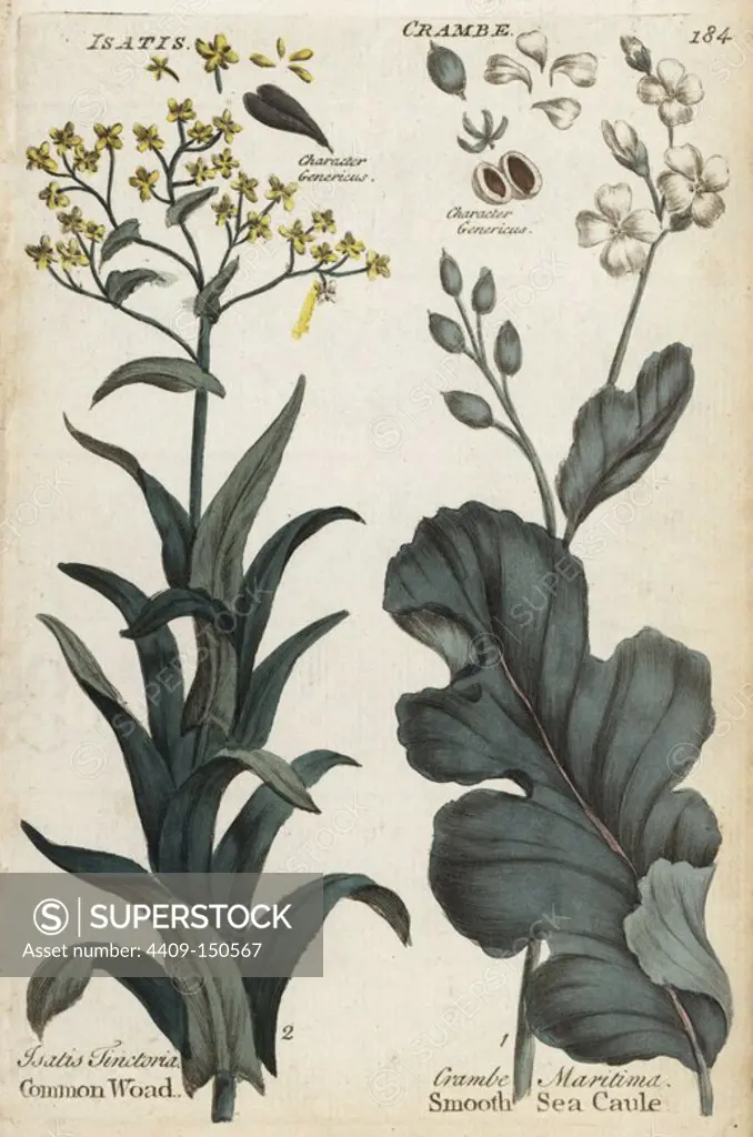 Common or dyer's woad, Isatis tinctoria, and sea kale, Crambe maritima. Handcoloured botanical copperplate engraving by an unknown artist from "Culpeper's English Family Physician; or Medical Herbal Enlarged, with Several Hundred Additional Plants, Principally from Sir John Hill," by Joshua Hamilton, London, W. Locke, 1792.