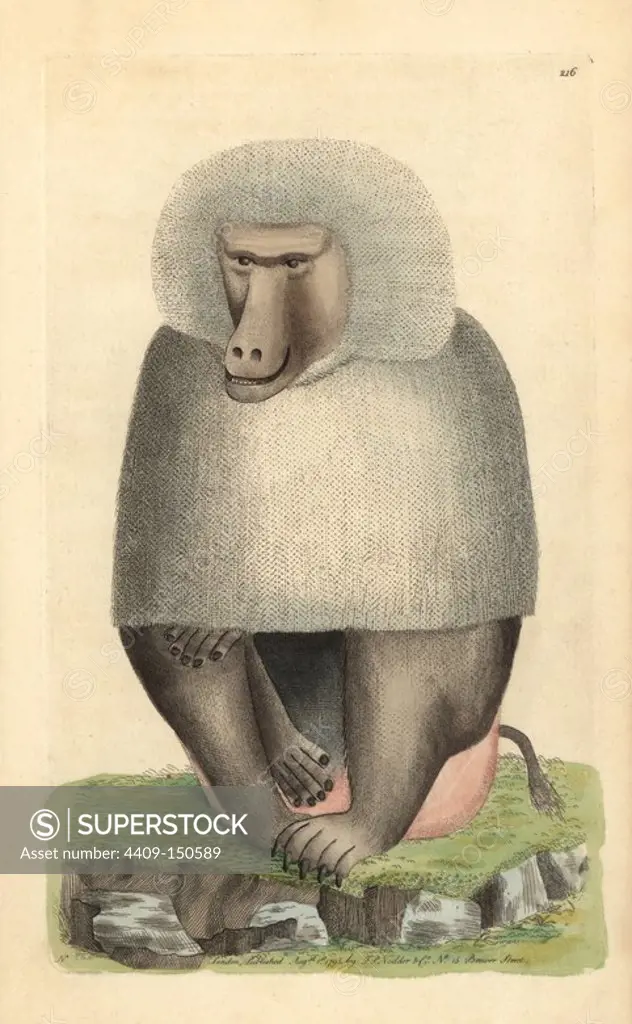 Hamadryas baboon, Papio hamadryas. Illustration signed N (Frederick Nodder). Handcolored copperplate engraving from George Shaw and Frederick Nodder's "The Naturalist's Miscellany" 1795. Frederick Polydore Nodder (1751~1801) was a gifted natural history artist and engraver. Nodder honed his draftsmanship working on Captain Cook and Joseph Banks' Florilegium and engraving Sydney Parkinson's sketches of Australian plants. He was made "botanic painter to her majesty" Queen Charlotte in 1785. Nodder also drew the botanical studies in Thomas Martyn's Flora Rustica (1792) and 38 Plates (1799).