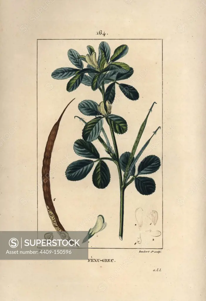 Fenugreek, Trigonella foenum-graecum, showing leaves, seedpod and seed. Handcoloured stipple copperplate engraving by Lambert Junior from a drawing by Pierre Jean-Francois Turpin from Chaumeton, Poiret et Chamberet's "La Flore Medicale," Paris, Panckoucke, 1830. Turpin (1775~1840) was one of the three giants of French botanical art of the era alongside Pierre Joseph Redoute and Pancrace Bessa.