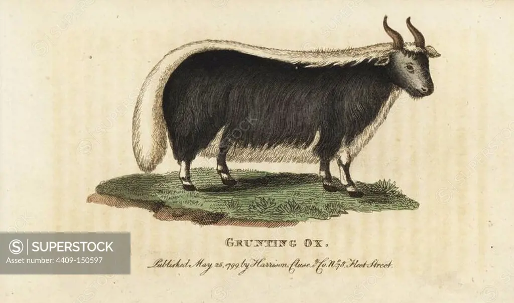 Yak, Bos grunniens and Bos mutus. (Grunting ox, Bos gruniens). Vulnerable. Handcoloured copperplate engraving from "The Naturalist's Pocket Magazine," Harrison, London, 1799.