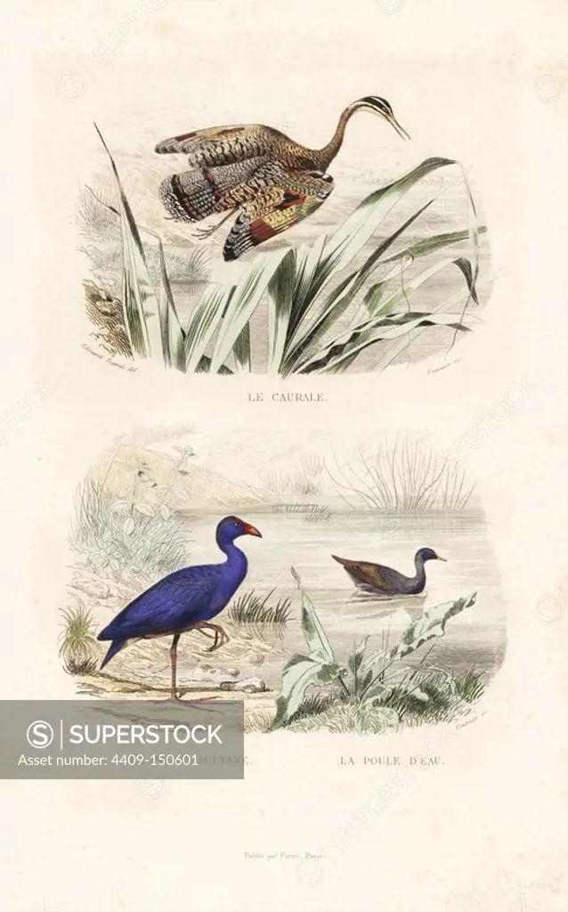 Sunbittern, Eurypyga helias, purple swamphen, Porphyrio porphyrio, and common moorhen, Gallinula chloropus. Handcoloured engraving on steel by Fournier after a drawing by Edouard Travies from Richard's "New Edition of the Complete Works of Buffon," Pourrat Freres, Paris, 1837.