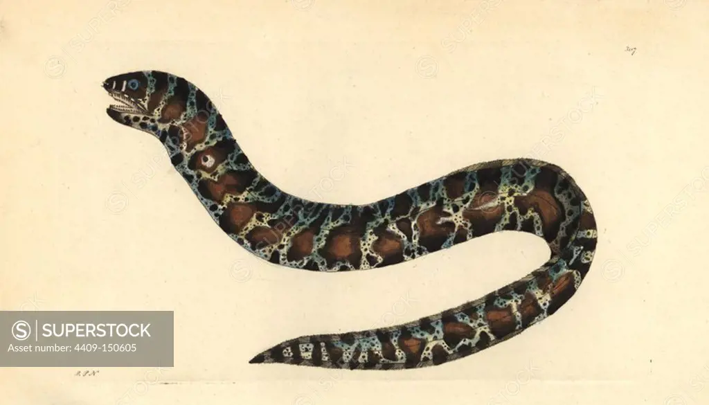Little banded eel or chain moray, Echidna catenata. Illustration drawn and engraved by Richard Polydore Nodder. Handcolored copperplate engraving from George Shaw and Frederick Nodder's "The Naturalist's Miscellany," London, 1797. Most of the 1,064 illustrations of animals, birds, insects, crustaceans, fishes, marine life and microscopic creatures were drawn by George Shaw, Frederick Nodder and Richard Nodder, and engraved and published by the Nodder family. Frederick drew and engraved many of the copperplates until his death around 1800, and son Richard (1774~1823) was responsible for the plates signed RN or RPN. Richard exhibited at the Royal Academy and became botanic painter to King George III.